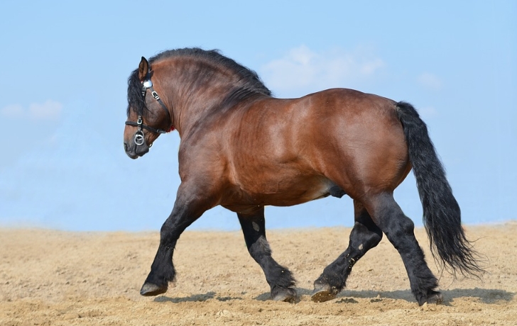 Draft Horse