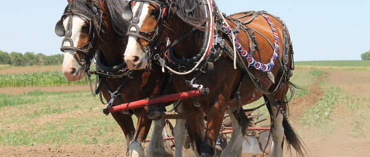 Draft horse illness