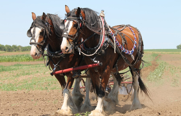 Four Common Health Issues in Draft Horses post thumbnail image
