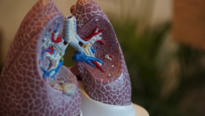 lungs
